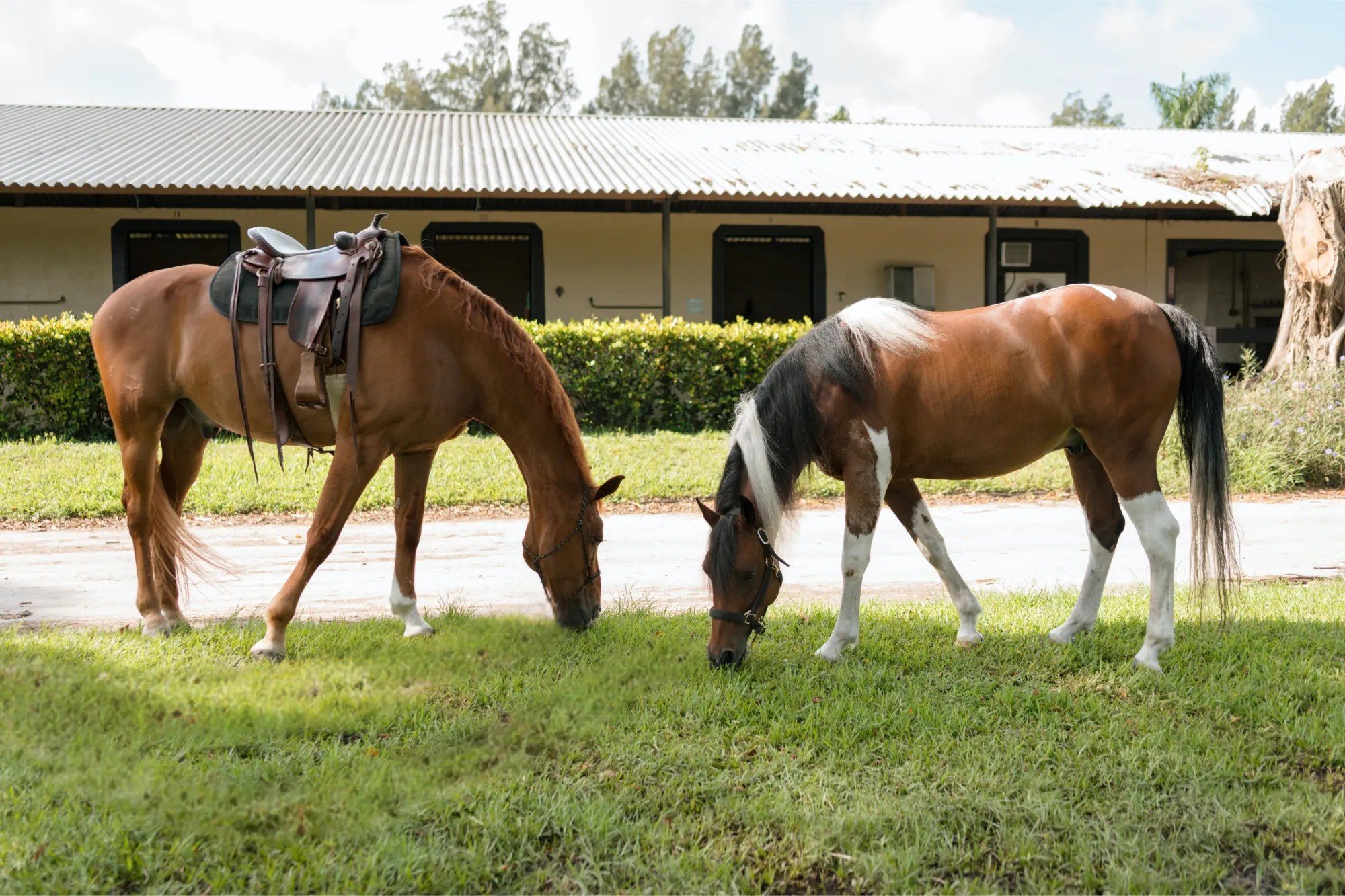 Rumi grazing beside a chestnut horse in front of the barn