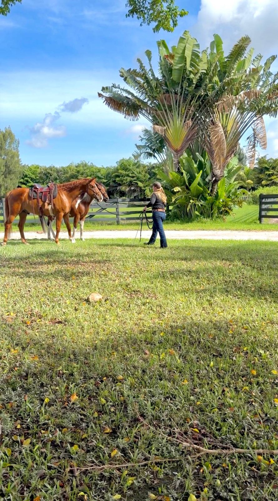 Erin leading two horses across the lawn under the palms
