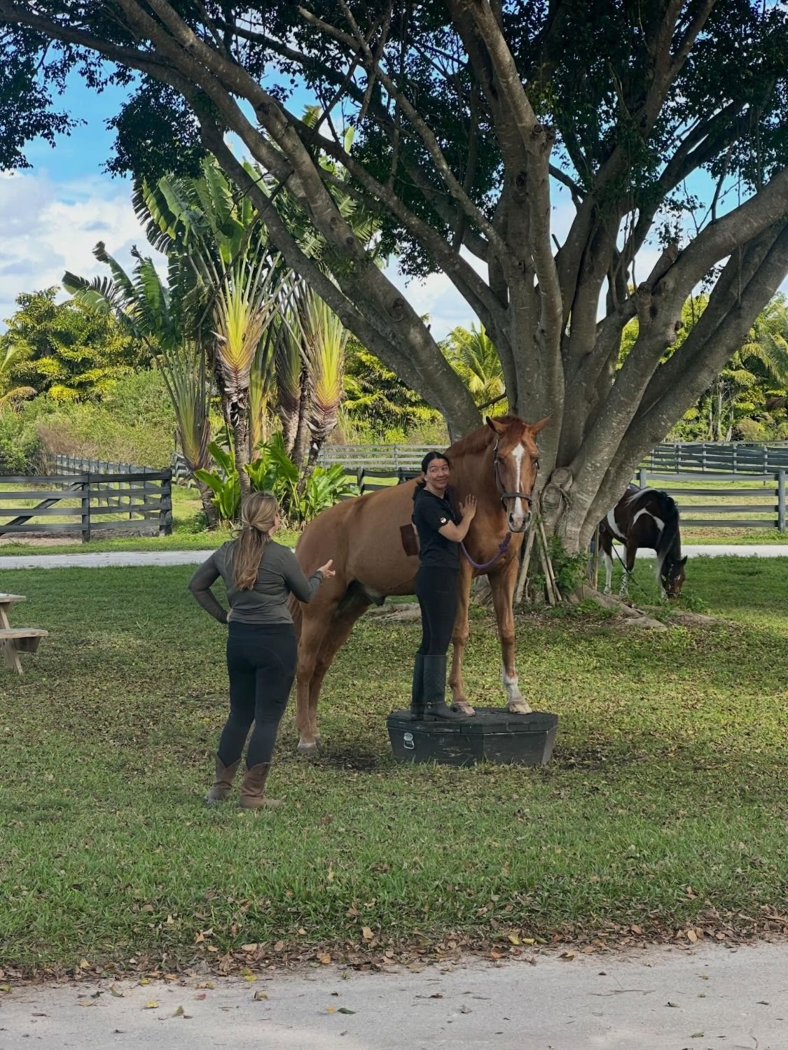 Erin coaching a student whose horse stands on the pedestal under a big tree