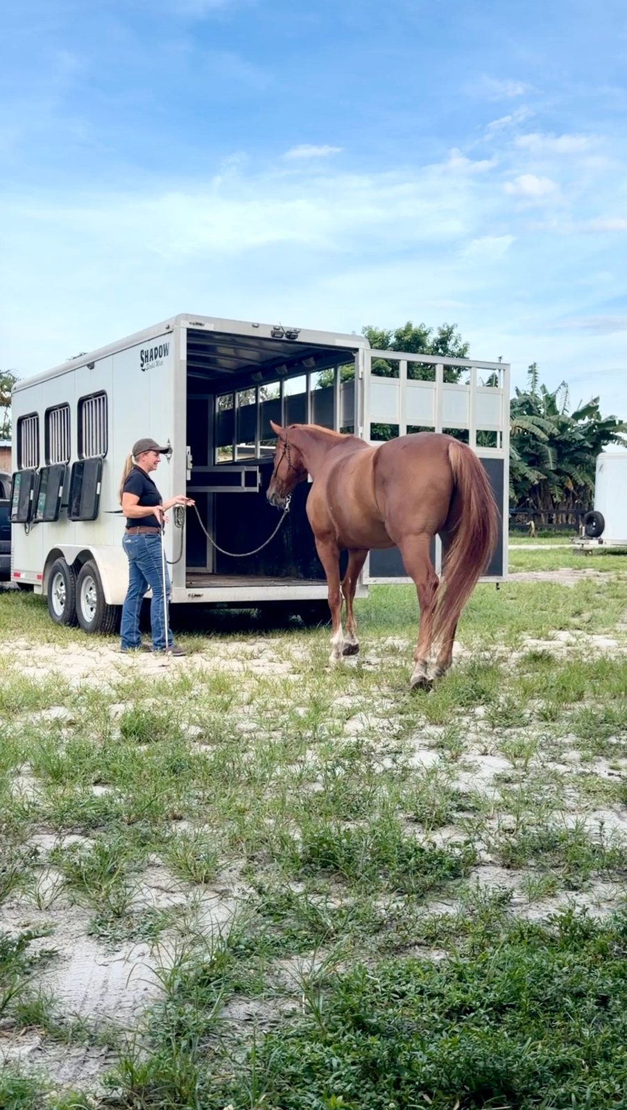 Erin calmly asking a chestnut horse to load into a trailer