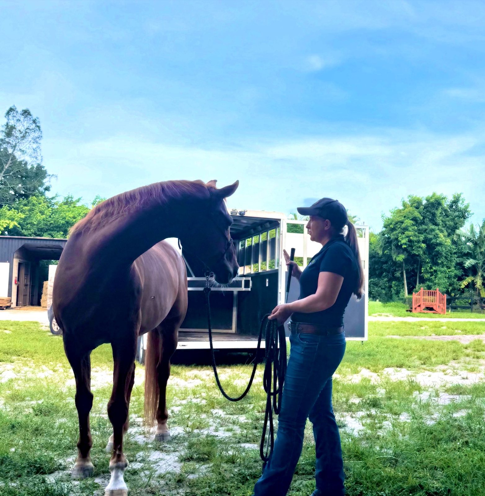 Erin calmly teaching a chestnut horse to load into a trailer
