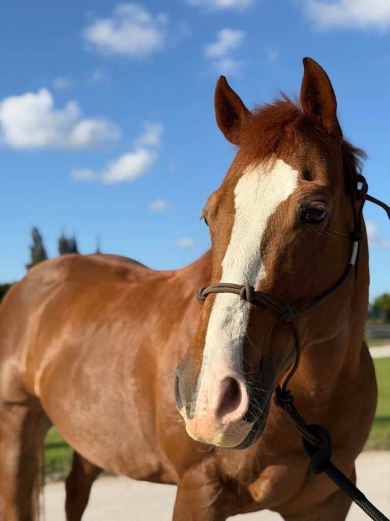 Peanut, one of our lesson horses