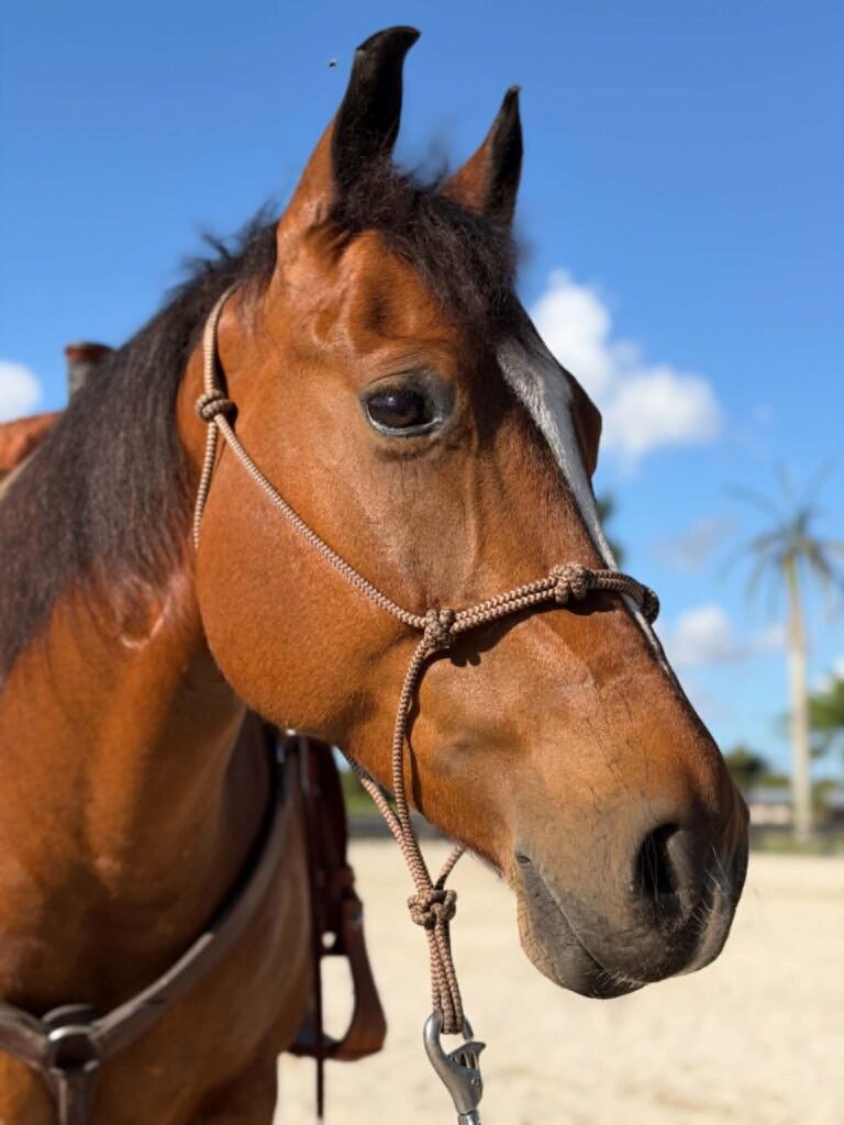 Memphis, one of our lesson horses