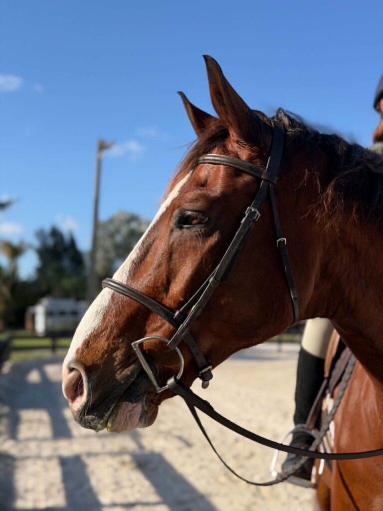 Big Pony, one of our lesson horses