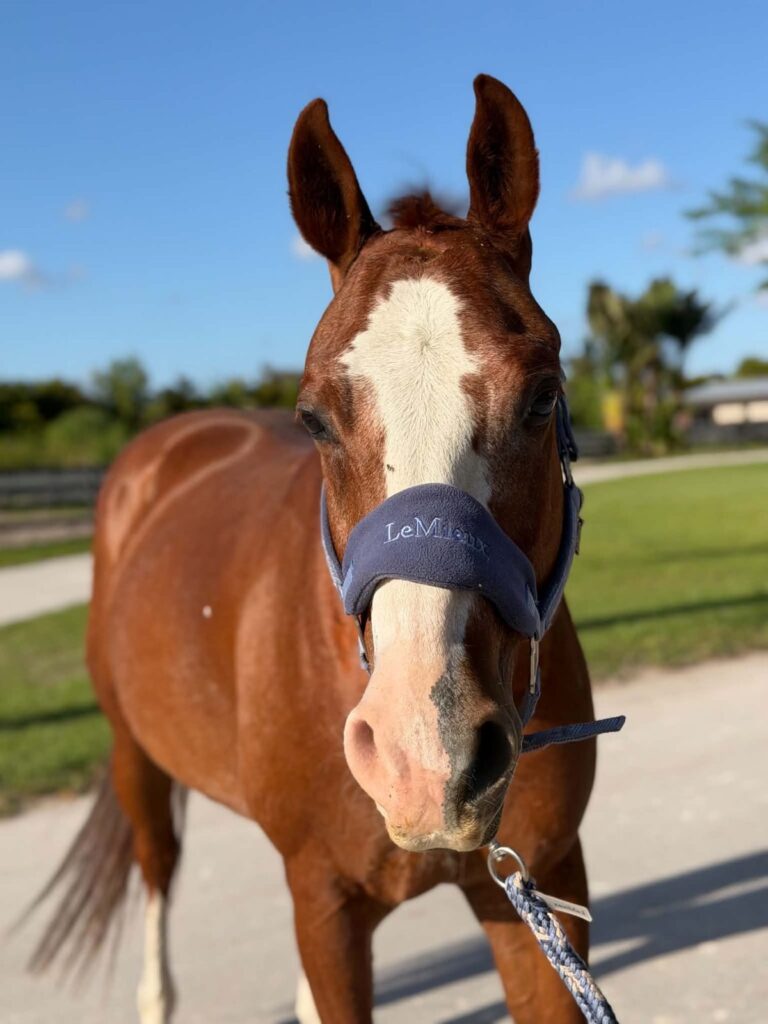 Archie, one of our lesson horses