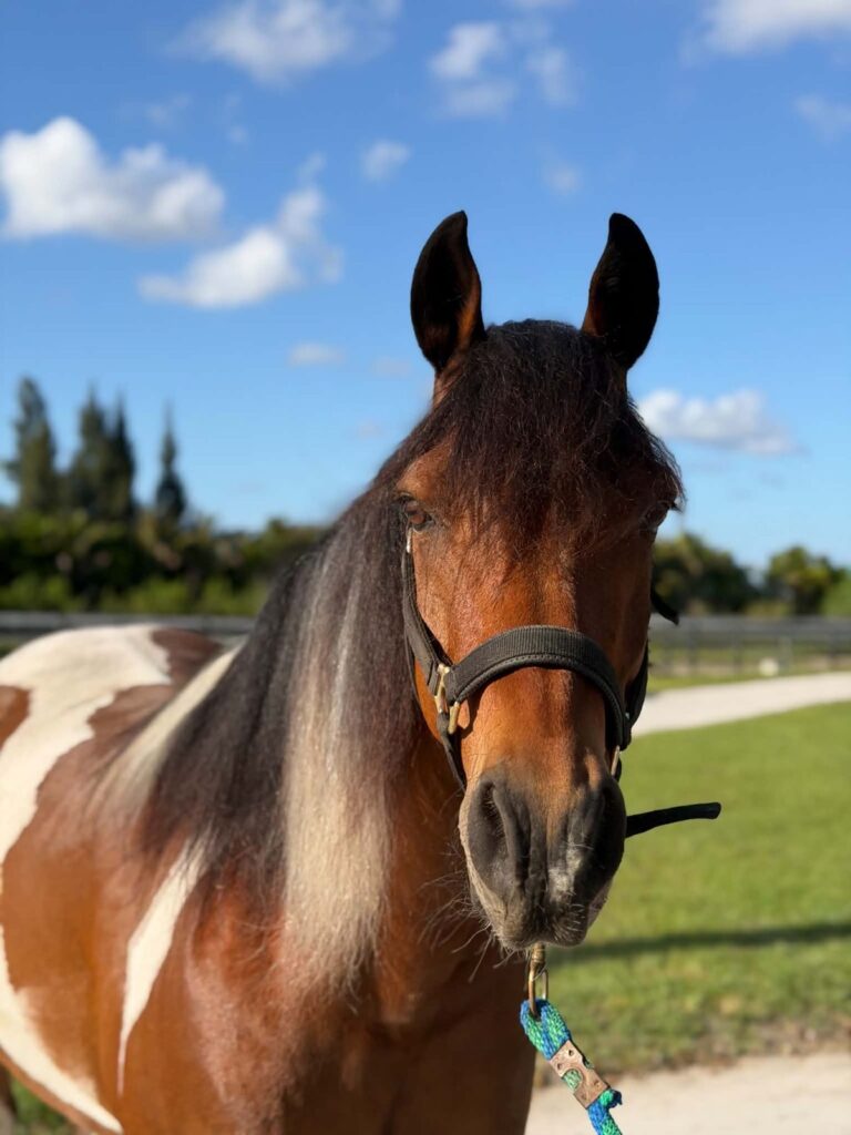 Rumi, one of our lesson horses