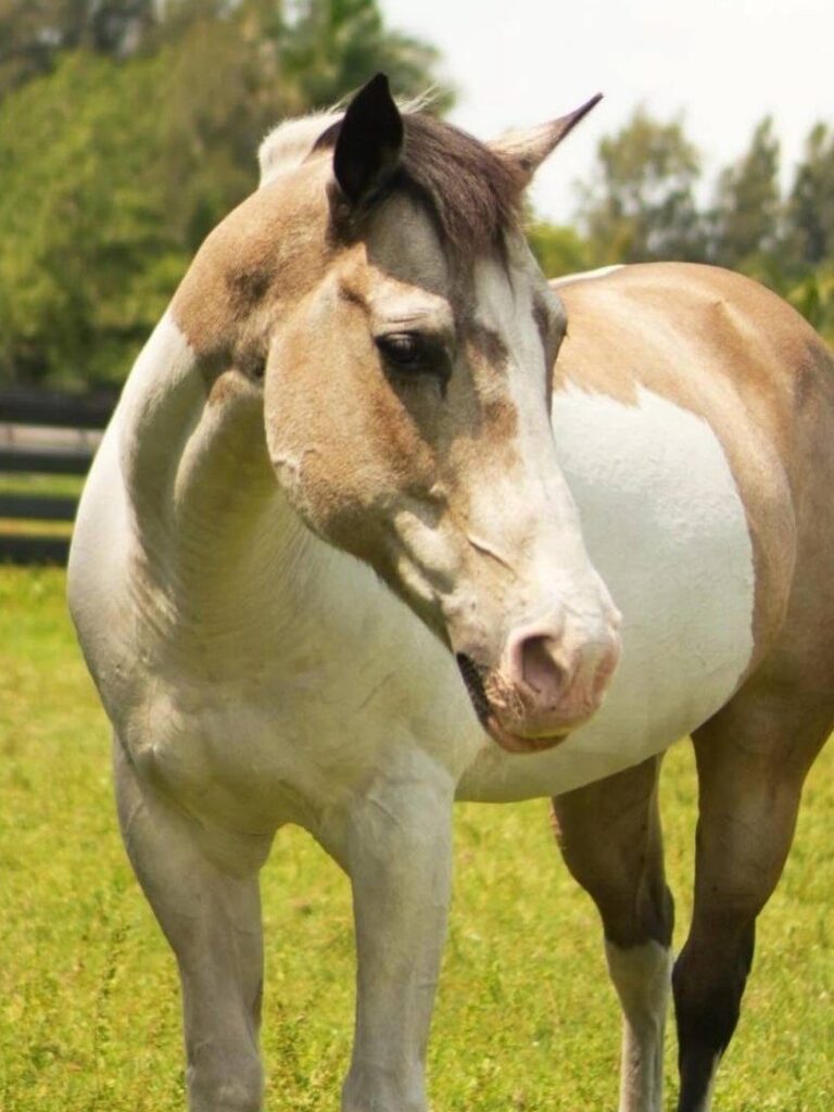Hazel, one of our lesson horses